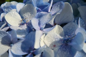 flores_azules